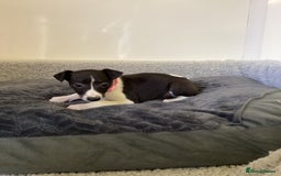 Whippet dogs for sale: Whippet puppies  - Image 16