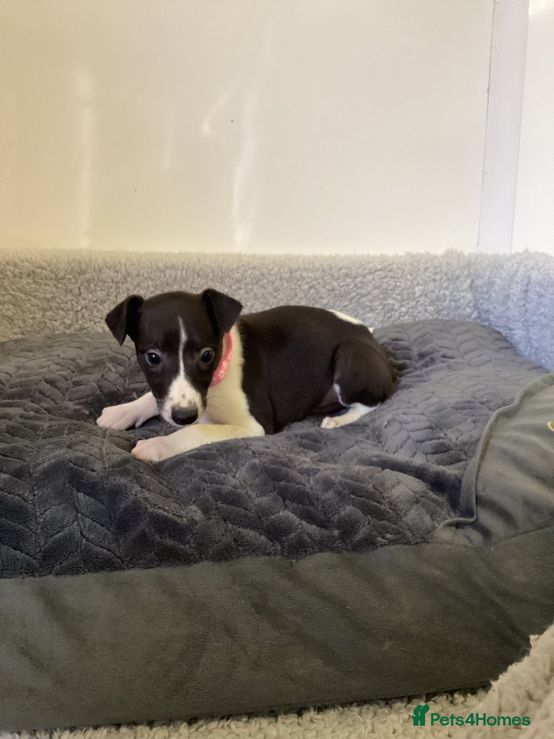 Whippet dogs for sale: Whippet puppies  - Image 16