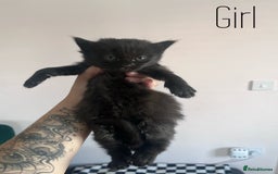 Mixed Breed cats for sale: Kittens Grey and Black - Image 2
