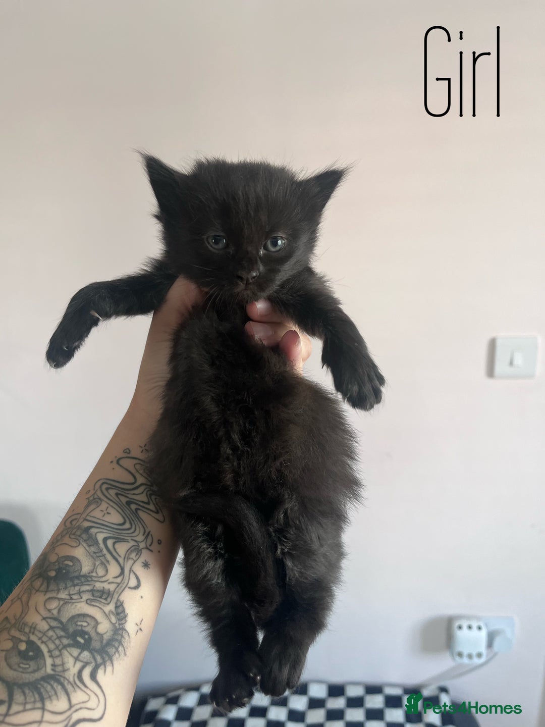 Mixed Breed cats for sale: Kittens Grey and Black - Image 2