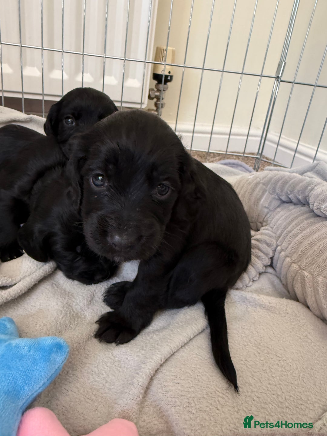 Cocker Spaniel dogs for sale: Cocker spaniel puppies for sale  - Image 15