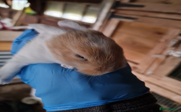 Lionhead rabbits - Advert 3