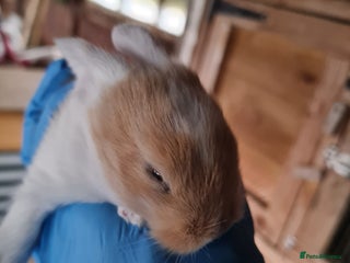 Lionhead rabbits Three kits ready for ** - Advert 10