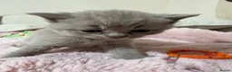 British Shorthair cats for sale: British short hair in Manchester - Advert 9