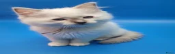 Ragdoll cats for sale: Beautiful GCCF Registered Ragdoll Boys - Advert 2