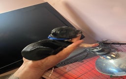 Mixed Breed dogs for sale: Cocker Collie puppies  - Image 4