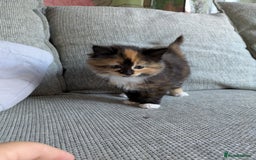 Mixed Breed cats for sale: Kittens 2 litters - Image 17