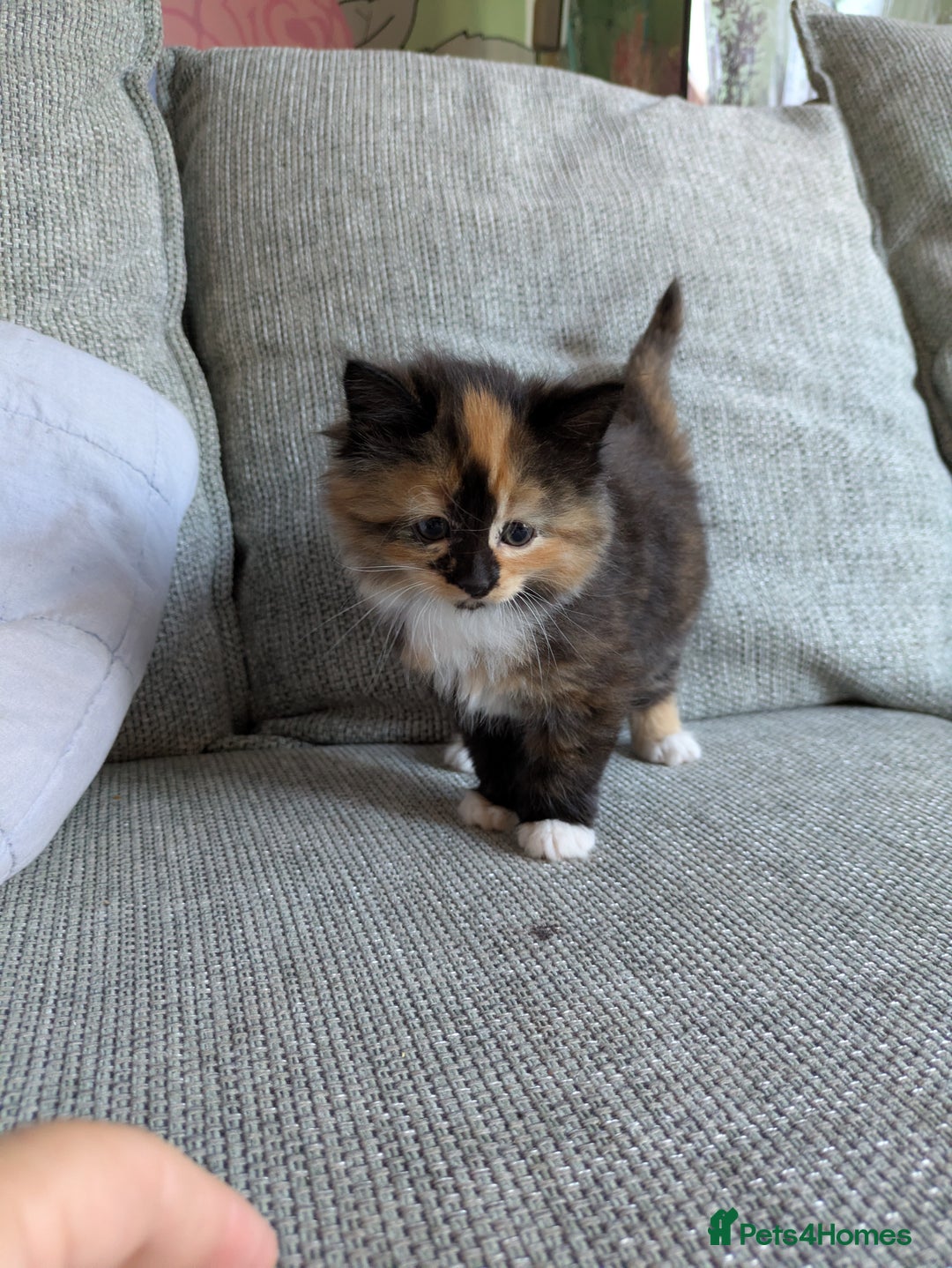 Mixed Breed cats for sale: Kittens 2 litters - Image 17