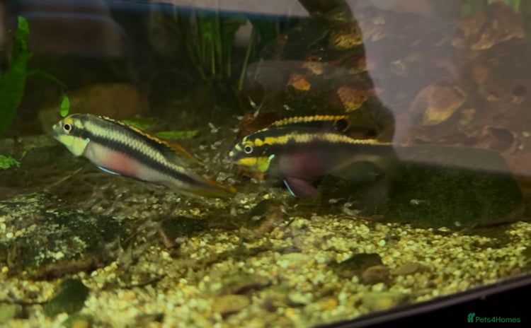 Cichlids fish - Advert 1