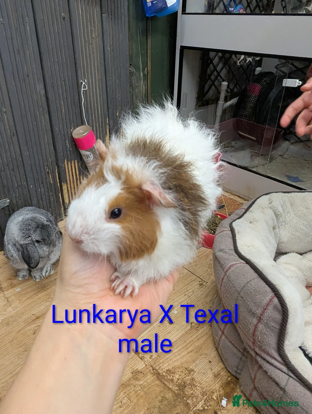 Guinea Pig rodents for sale: Lunkarya & lunk cross baby guinea pigs - Advert 5