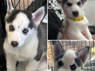 Siberian Husky dogs Available now - Last 3 Pups- Don’t Miss Out! - Advert 5