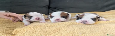 English Bulldog 2
