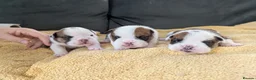 English Bulldog dogs for sale: ✨ ELITE UK BULLDOG PUPPIES AVAILABLE 🚨🏆 - Advert 3