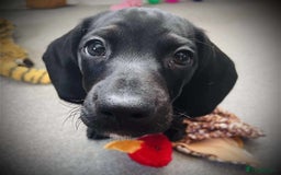 Mixed Breed dogs for sale: Docker puppy’s  - Image 10