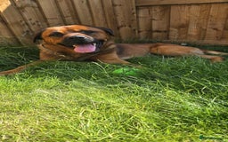 Mixed Breed dogs for sale: 4 year old rottweiler x - Image 5