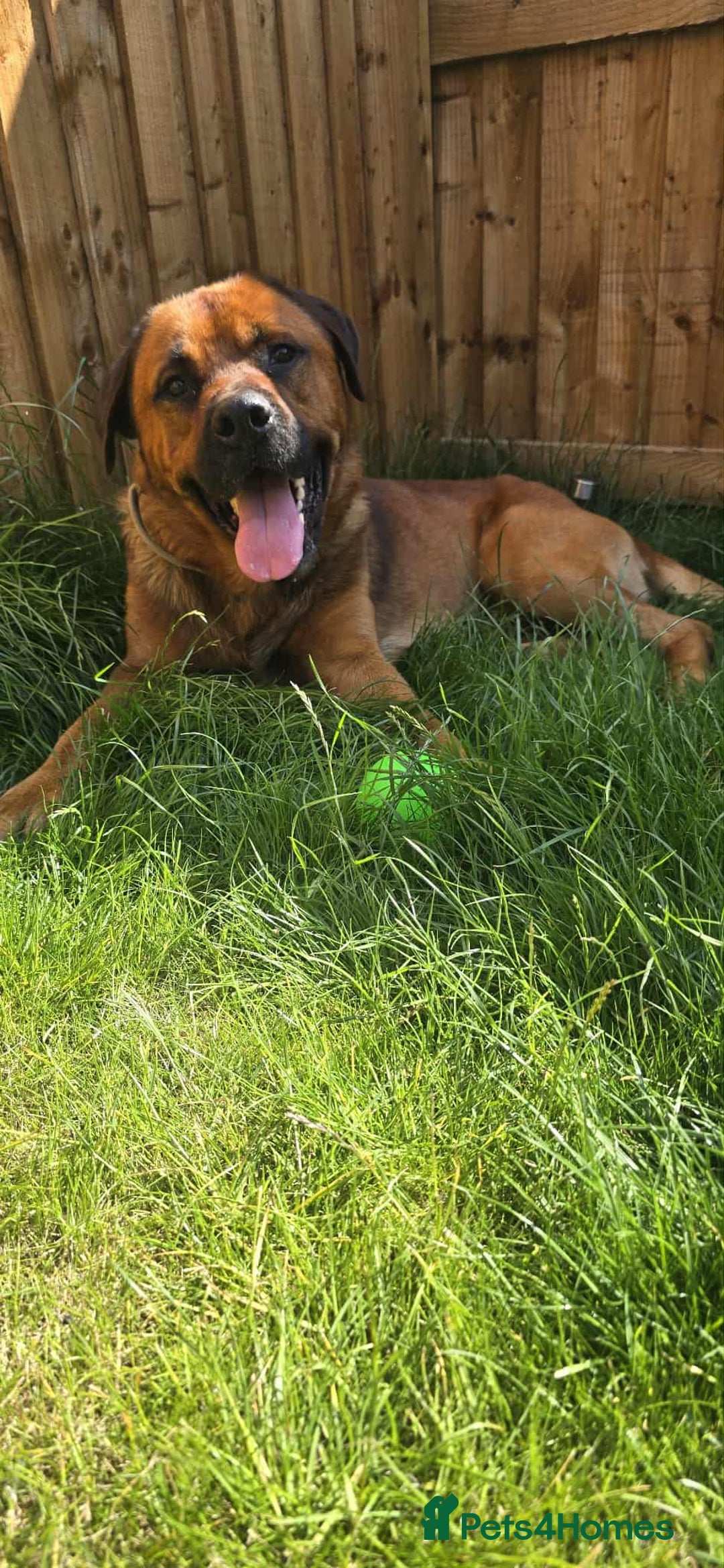 Mixed Breed dogs for sale: 4 year old rottweiler x - Image 5