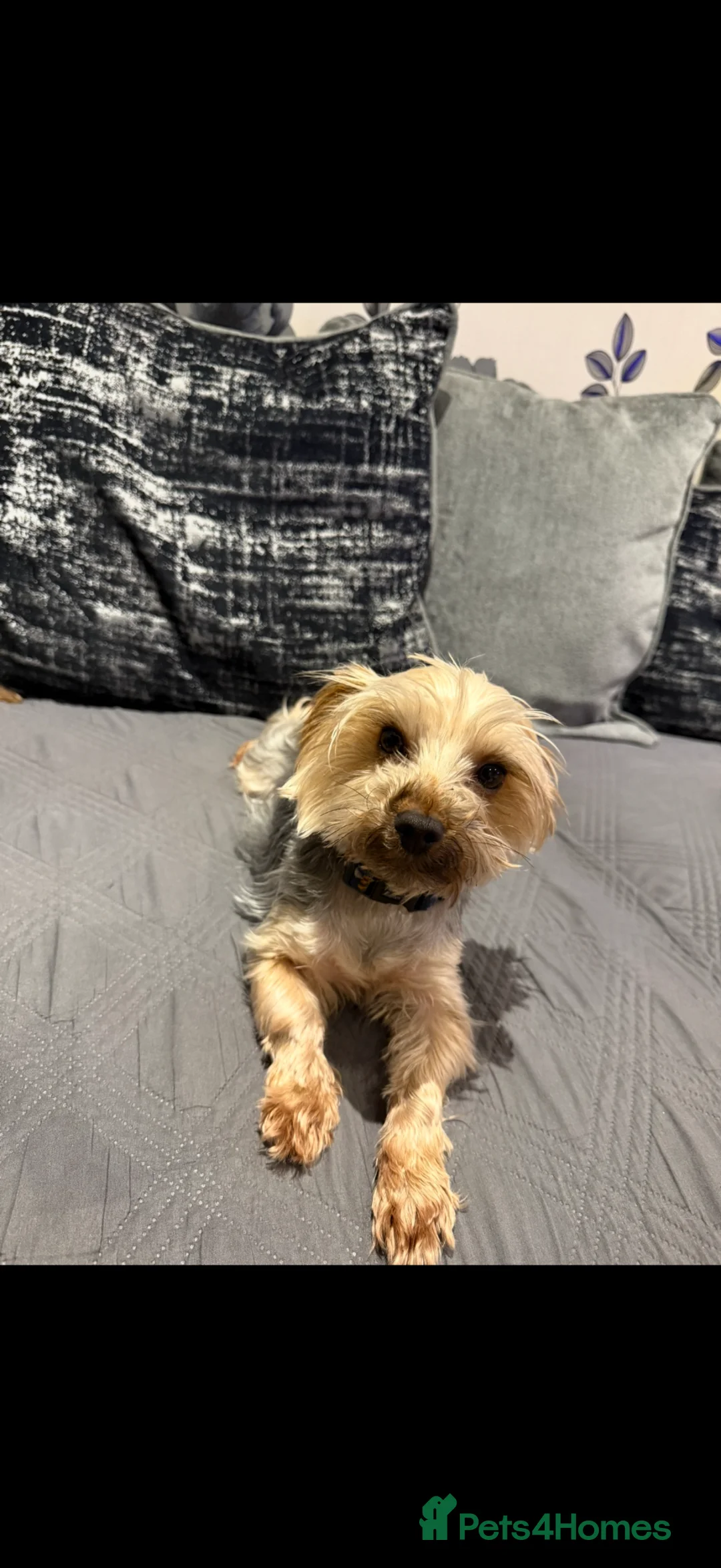 Yorkshire Terrier dogs for sale: Male  Yorkshire terrier  - Advert 3