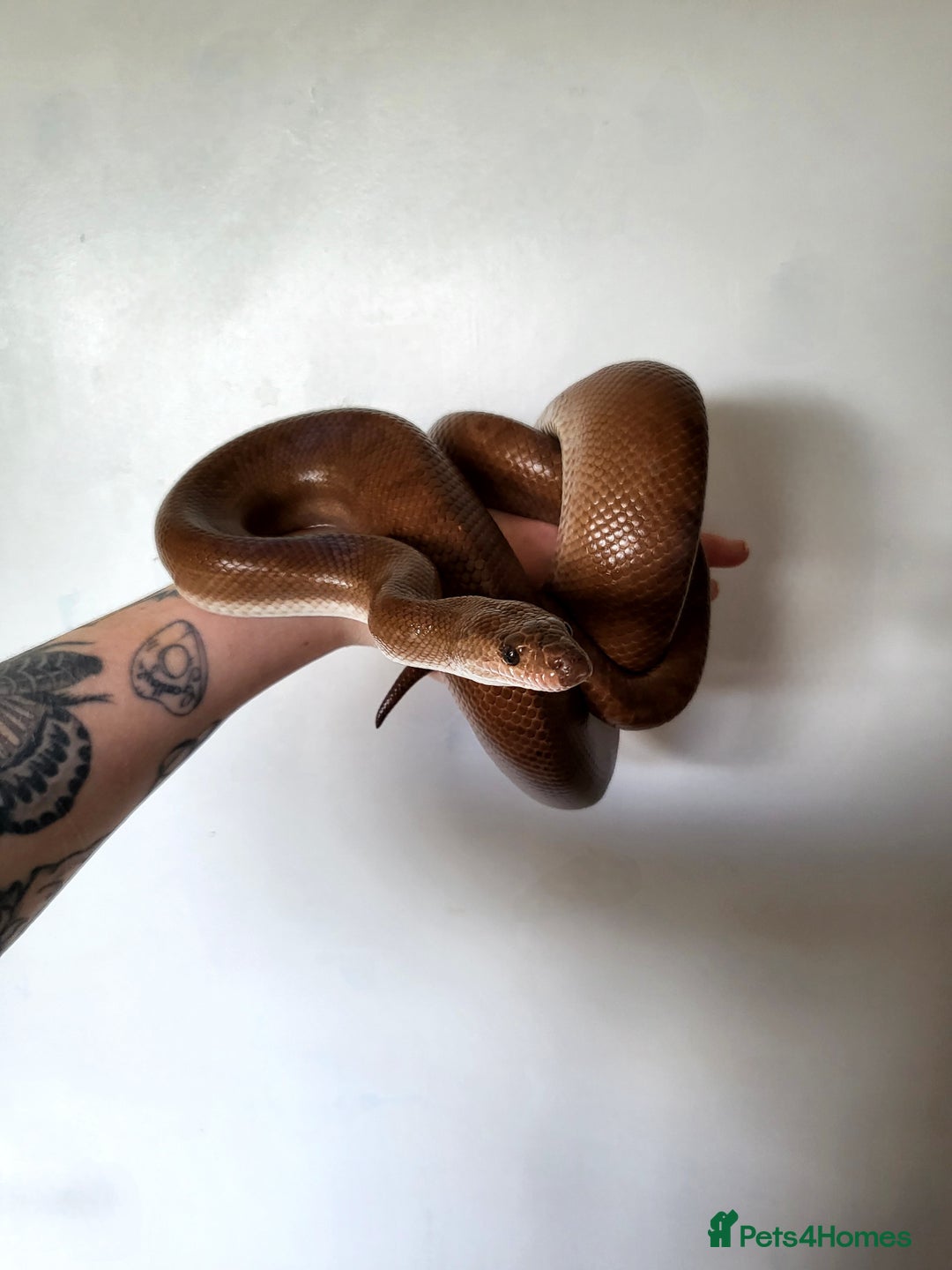 Boa Snake reptiles for sale: Male Colombian Rainbow Boa - Image 6