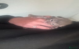 British Shorthair cats for sale: 2 Grey male British Shorthair kittens for sale  - Image 3