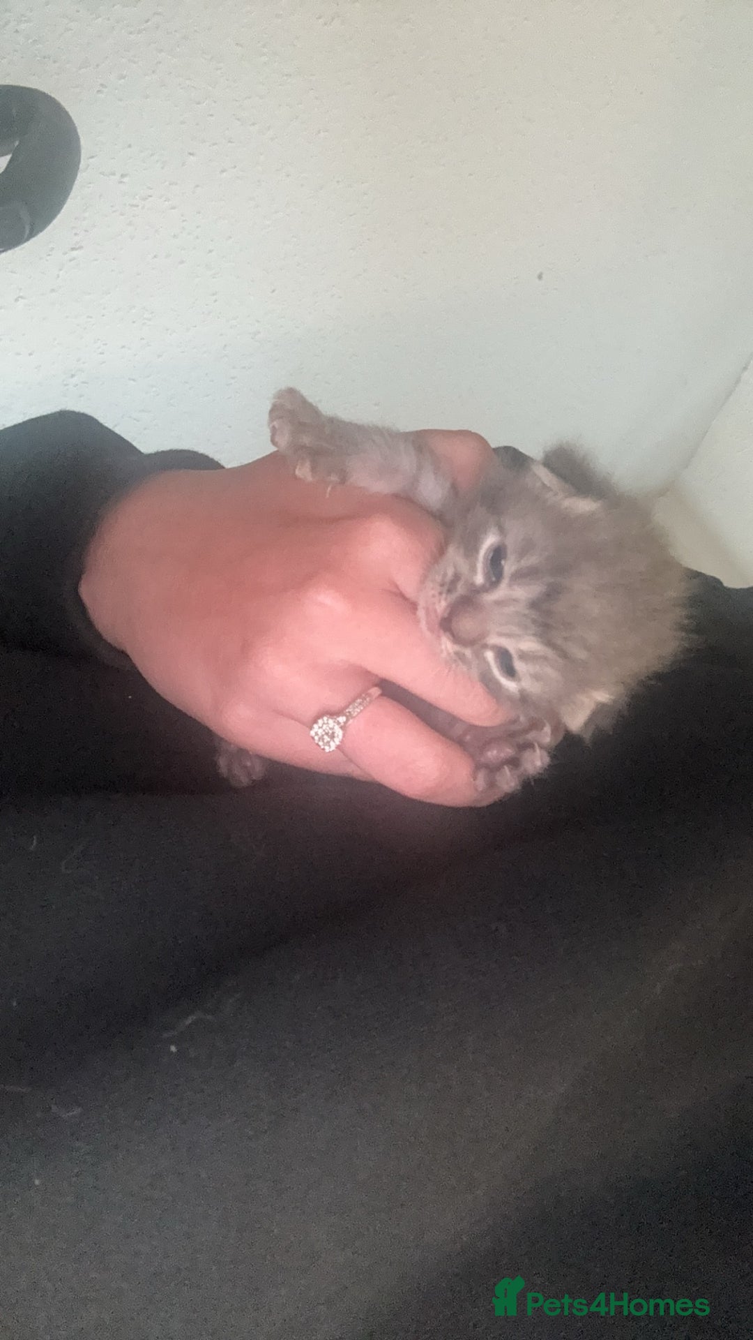 British Shorthair cats for sale: 2 Grey male British Shorthair kittens for sale  - Image 3