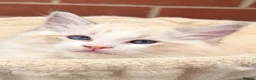 Ragdoll cats for sale: Stunning GCCF reg kittens available to 5* homes.  - Advert 13