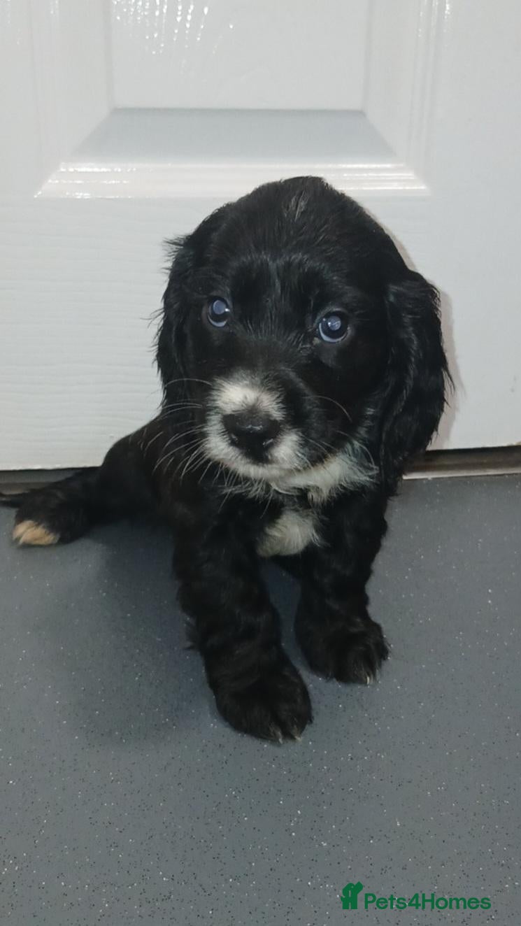 Cocker Spaniel dogs 3 adorable cocker spaniel pups - Advert 17