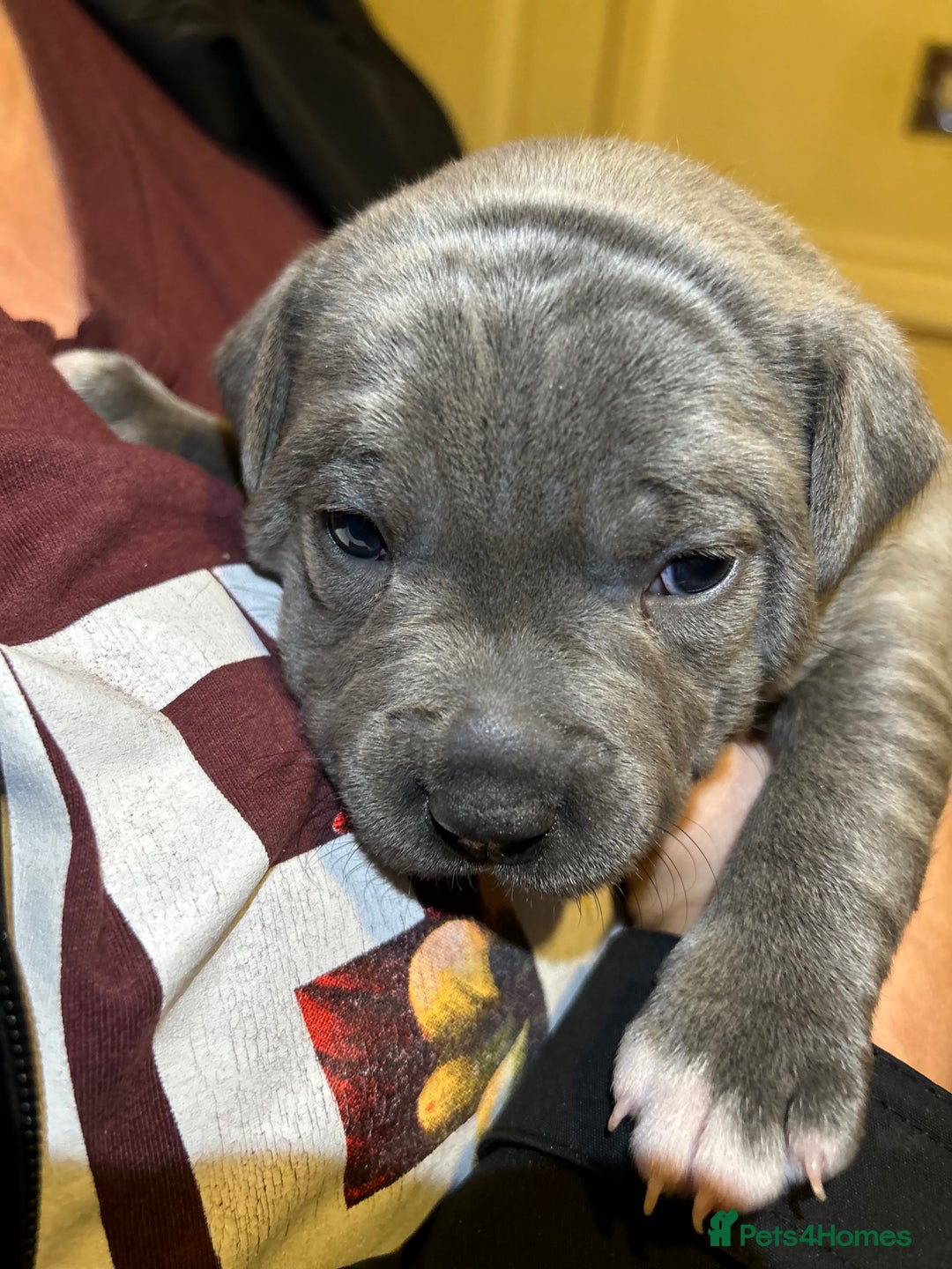 Staffordshire Bull Terrier dogs for sale: Blue Staffordshire bull terrier’s  - Advert 10