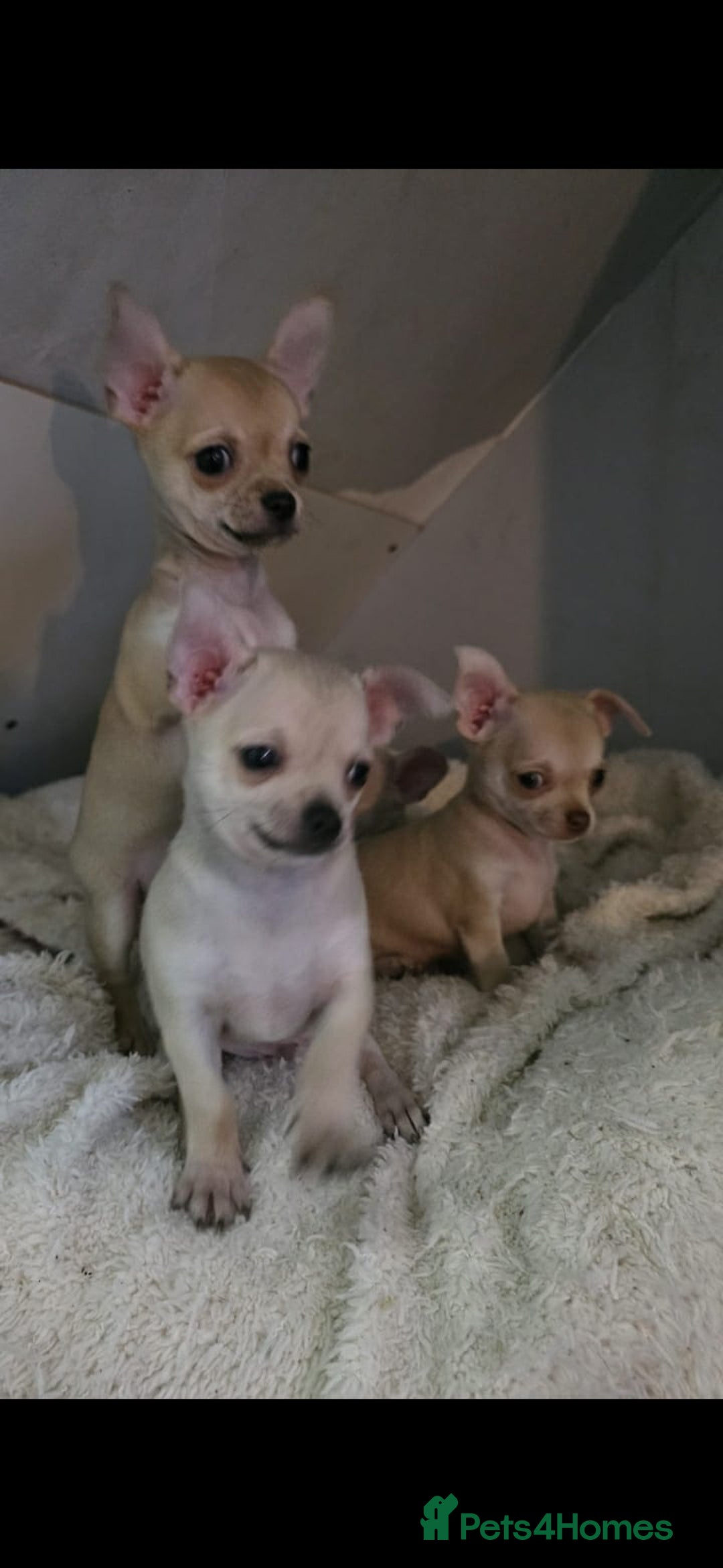 Chihuahua dogs for sale: 4 boys chihuahua puppies  - Advert 1