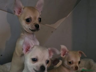 Chihuahua dogs 4 boys chihuahua puppies - Advert 1