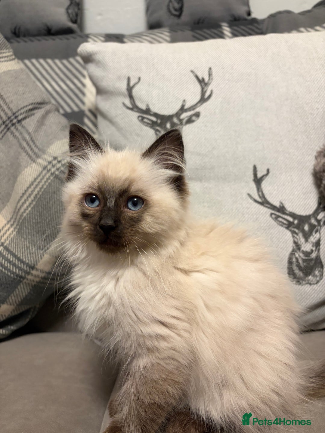 Ragdoll cats for sale: EXQUISITE RAGDOLL BABIES - Advert 8
