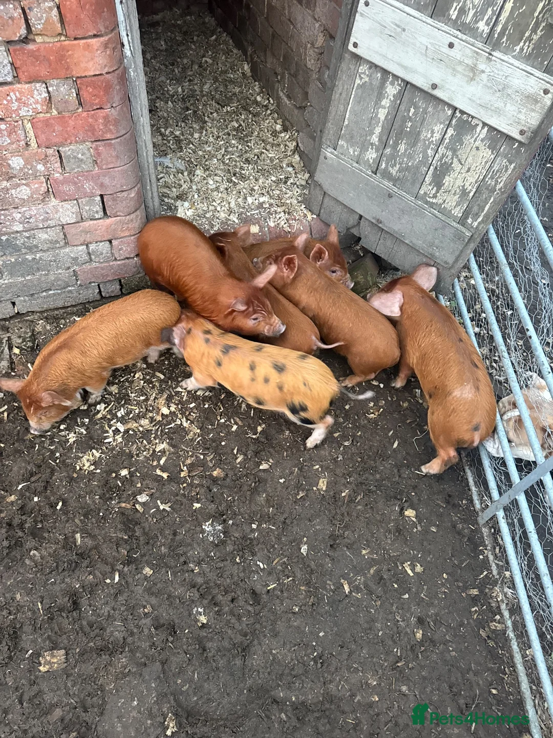 Pig livestock for sale: Kune Kune piglets - Advert 2