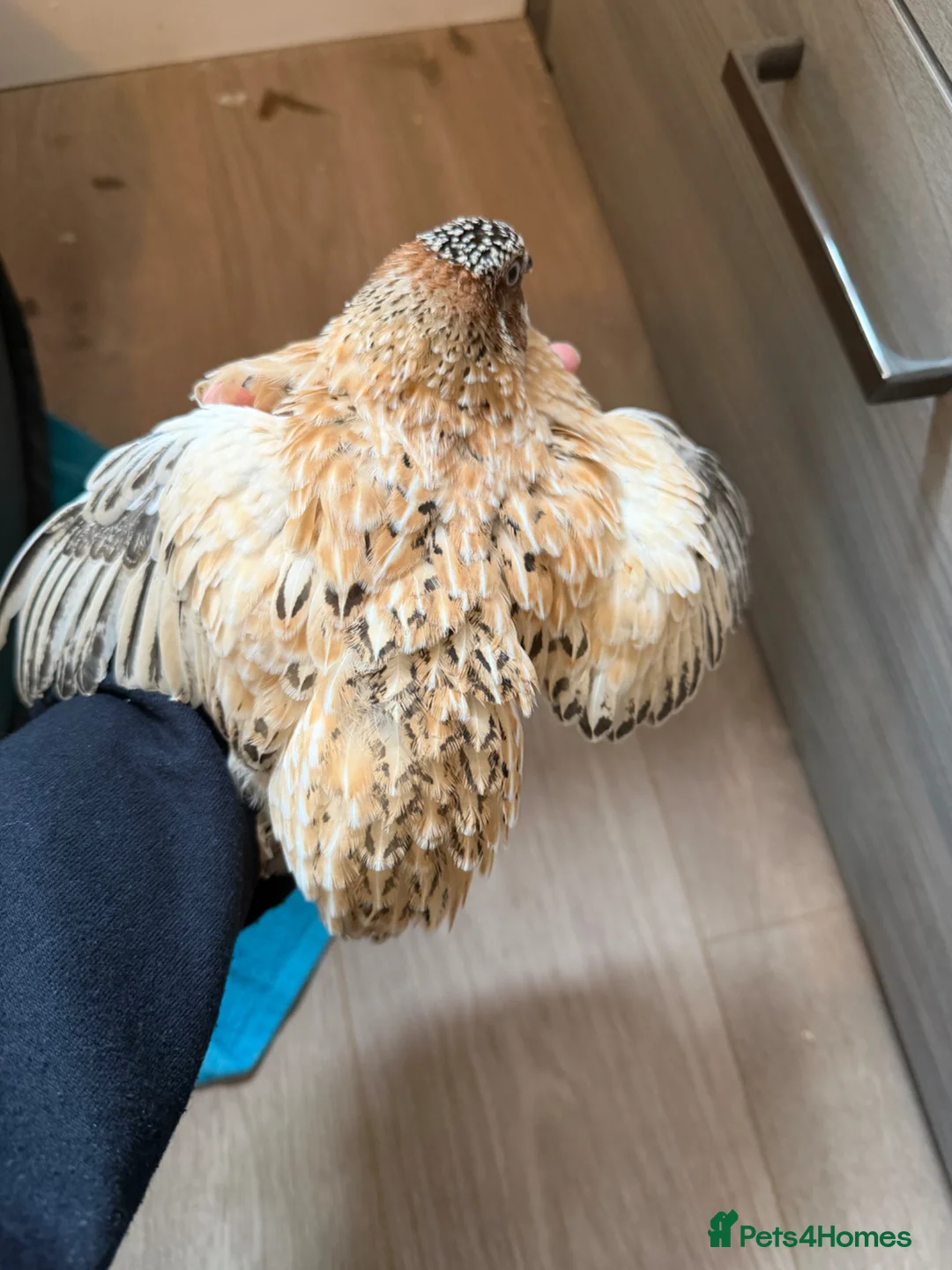 Quail poultry for sale: Coturnix/Japanise male Quail free - Advert 2