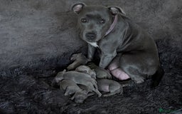 Staffordshire Bull Terrier dogs for sale: Blue Staffordshire Bull Terrier puppies, KC reg. - Image 8