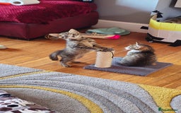 British Shorthair cats for sale: 4 beautiful kittens  - Image 10