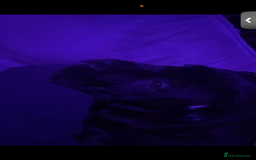 Cane Corso dogs for sale: Cane corso  - Image 2