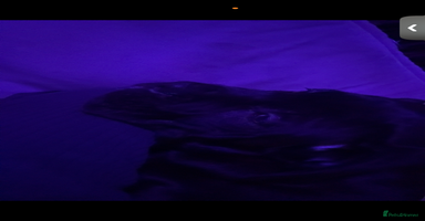 Cane Corso dogs - Advert 3