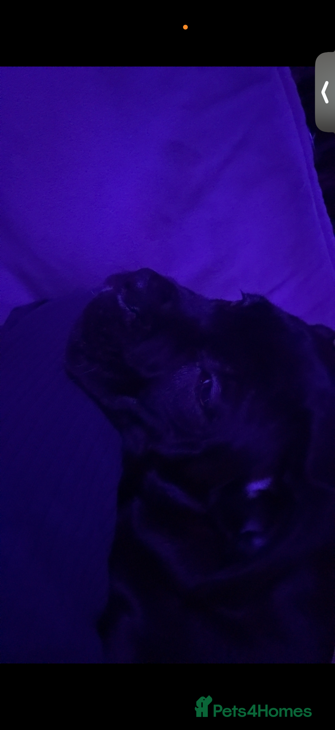 Cane Corso dogs for sale: Cane corso  - Image 2