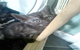 Ragamese cats for sale: Ragamese kitten - Image 8