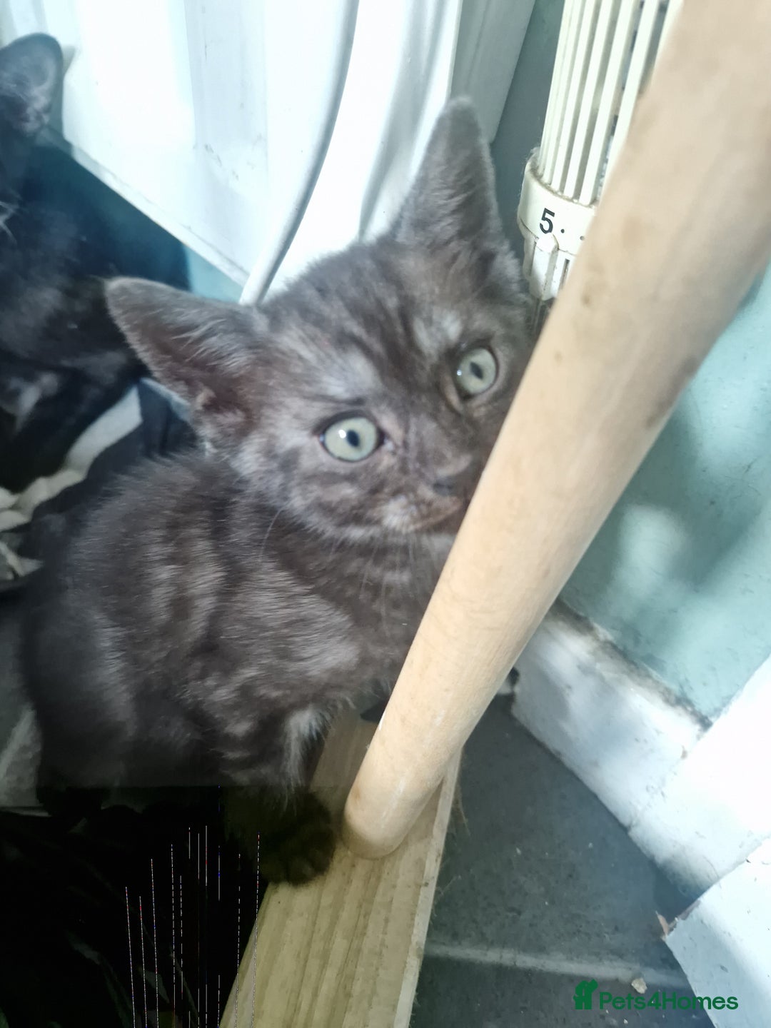 Ragamese cats for sale: Ragamese kitten - Image 8