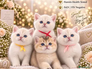 British Shorthair cats British Shorthair Silver Golden Health Tested - Advert 4