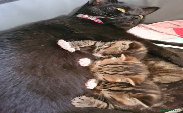 Domestic Shorthair cats - Advert 1