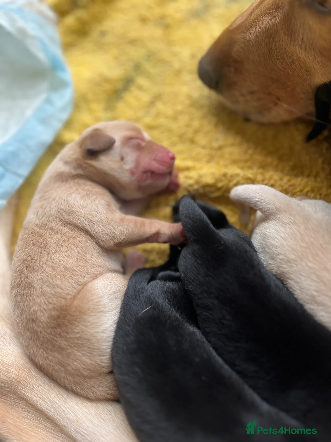 Labrador Retriever dogs for sale: 9 Healthy Red Fox and Black Labrador puppies in Taynuilt - Advert 10