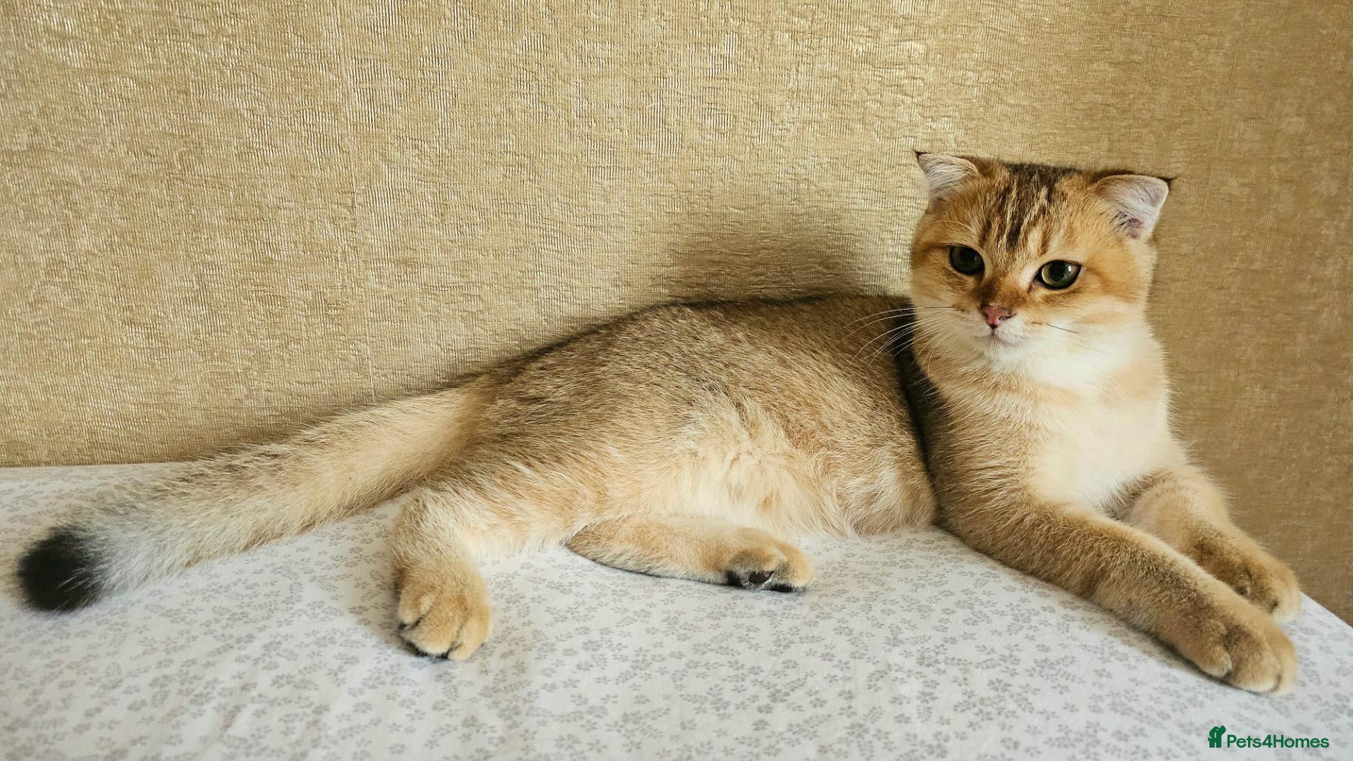 Scottish Fold cats Pedigree😻SF TICA registered😻kittens😻 - Advert 8