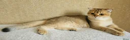 Scottish Fold cats for sale: Pedigree😻SF TICA registered😻kittens😻 - Advert 2