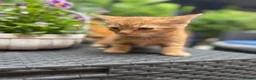 Mixed Breed cats for sale: Ginger kittens in Newtown - Advert 4