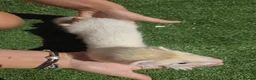Ferret rodents for sale: Beautiful silver female  - Advert 2