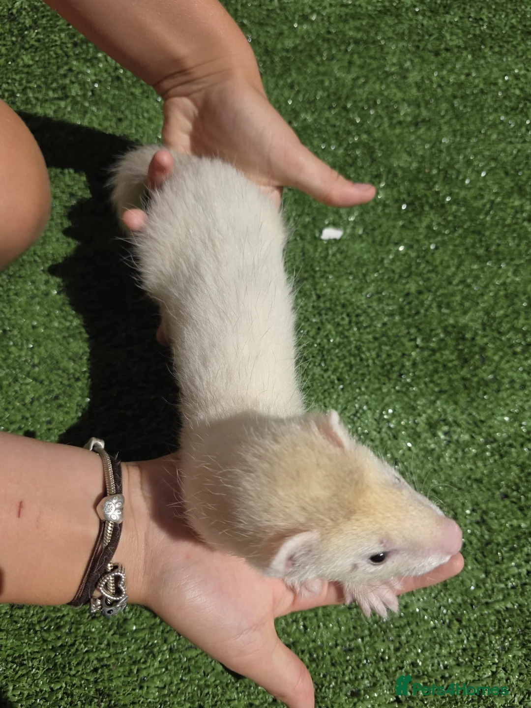 Ferret rodents for sale: Beautiful silver female  - Advert 2