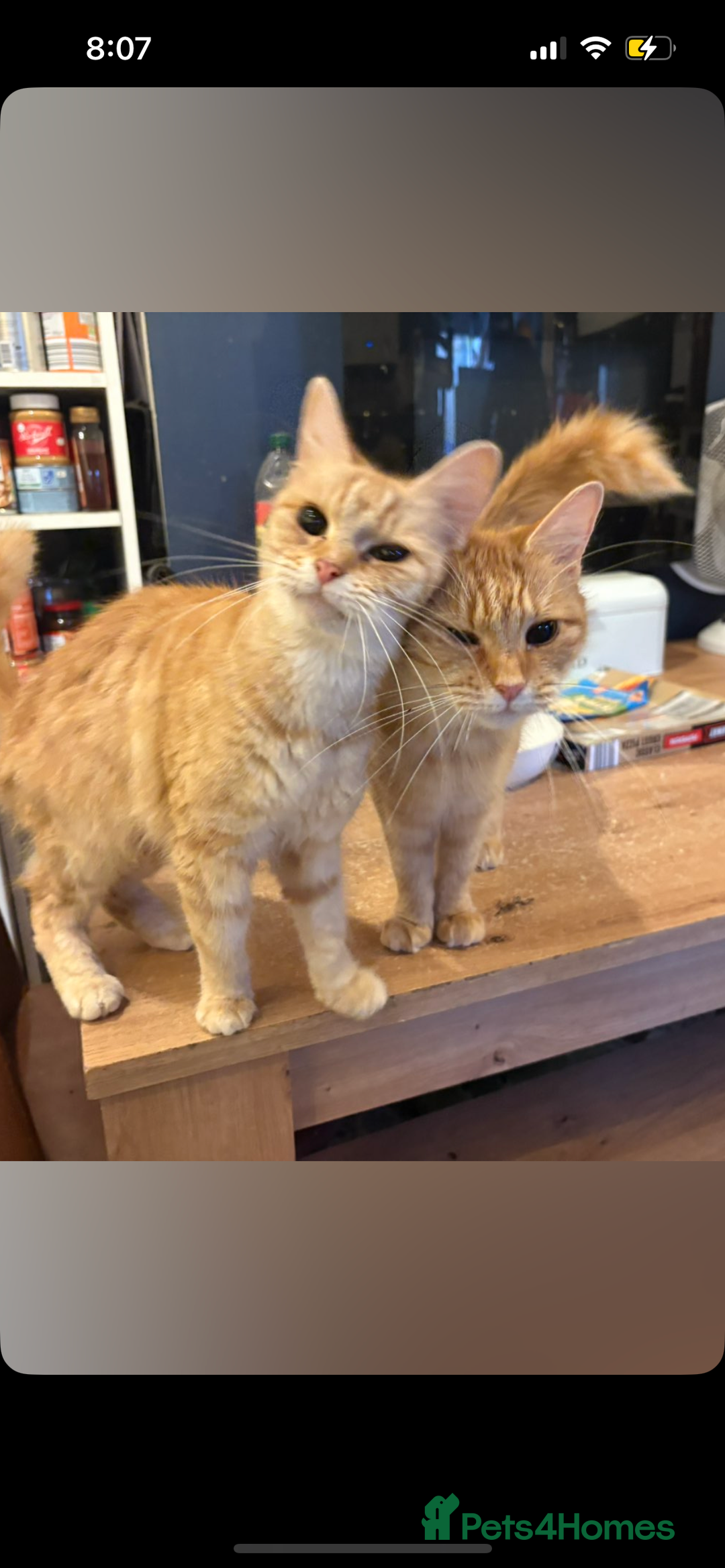 Mixed Breed cats for sale: Sammy and Tammy  - Advert 12