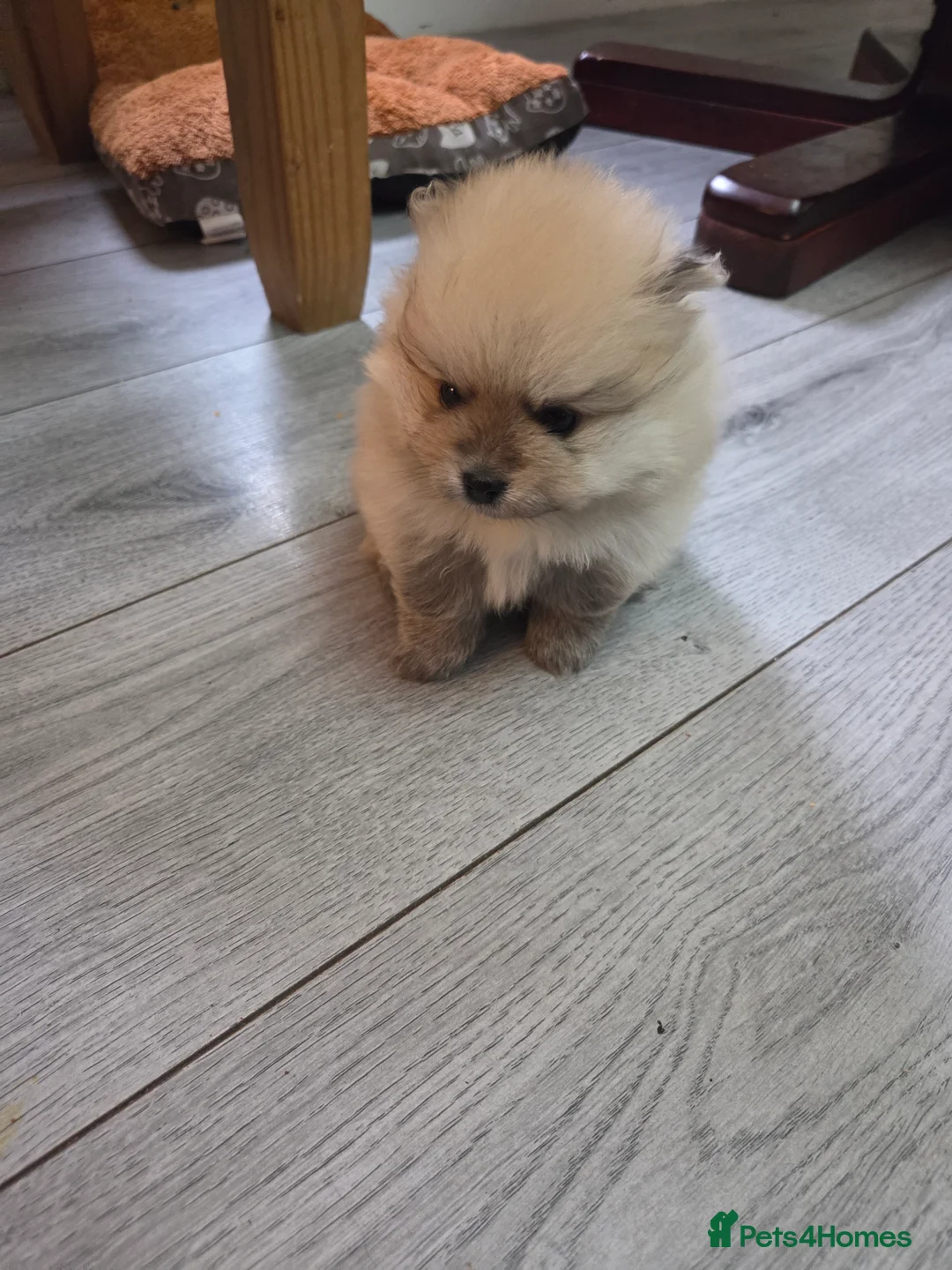 Pomeranian dogs for sale: Pomeranian puppies for sale 🐶🐾 - Advert 15
