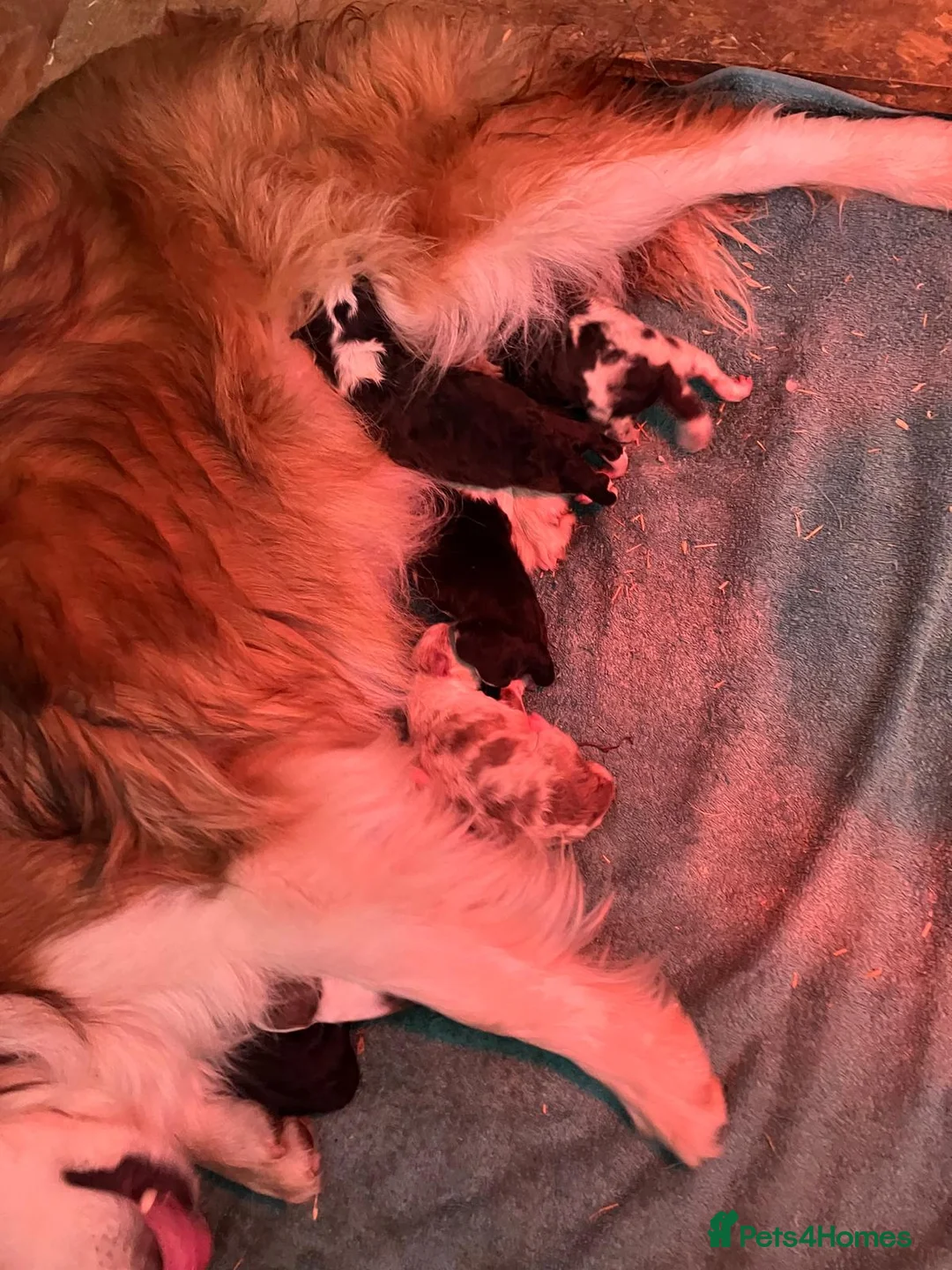 Border Collie dogs for sale: Stunning border collie pups  - Advert 16